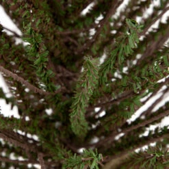 Northlight 2' Green And Brown Warsaw Twig Artificial Christmas Tree With Burlap Base - Unlit -Northlight Sale Store northlight b03908 2 64991.1669452431